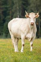 single white cow stands in a grassy field with wildflowers, gazing toward the camera. The background is filled with trees and a soft, cloudy sky. photo