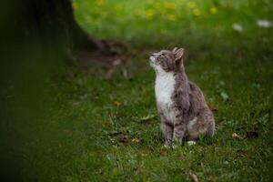 close-up of a grey cat sitting on the grass, looking up with a curious expression, surrounded by a natural green background photo
