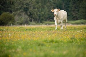 A white cow stands calmly in a grassy field dotted with wildflowers, surrounded by trees under a cloudy sky. photo