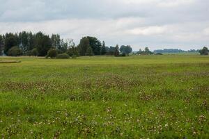 wide, open field covered with clover blossoms under a cloudy sky, with a tree line in the distance. photo