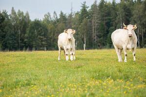 Two white cows standing in the middle of a lush green field with a distant tree line on a cloudy day. photo