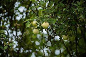 Green apples hanging from branches, surrounded by leafy green foliage, on a tree. photo