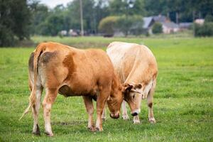 Two cows engage in a gentle head to head interaction in a lush field, showcasing natural animal behavior in an organic farming environment photo