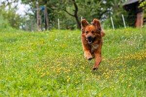 Close up of a brown dog running across a grassy field with a joyful expression, ears perked up and tongue out. photo