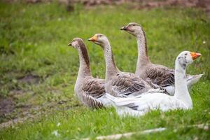 Side view of a group of geese standing and resting on a grassy field, with one white goose in the foreground. photo