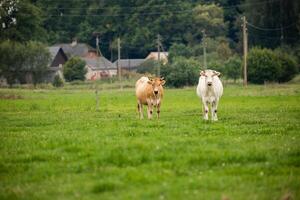 Two cows standing on a green field with a village in the background, one brown and one white. photo