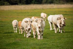 A herd of cows and calves walking towards the camera on a grassy field, with a forest backdrop. photo