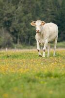 A white cow stands calmly in a grassy field dotted with wildflowers, surrounded by trees under a cloudy sky. photo