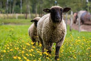 curious sheep walking through yellow wildflowers, with a peaceful rural background of geese and fields. photo