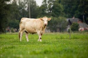 close up of a brown cow standing in a green field, with a farm in the background. photo