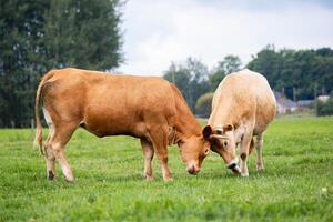 Two cows engage in a gentle head to head interaction in a lush field, showcasing natural animal behavior in an organic farming environment photo