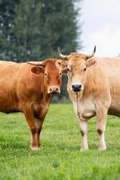 close up of two cows standing together in a field, highlighting the connection between animals and organic farming. photo