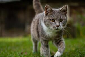A grey cat walking confidently on green grass, focusing forward, with a blurred dark background. photo