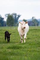 white cow and a black calf walk together across a pasture, symbolizing the nurturing environment of organic farming. photo