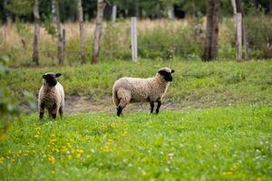 Two sheep graze on a green hill surrounded by trees, capturing the essence of a natural, sustainable farm environment. photo