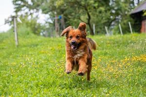 Close up of a brown dog running across a grassy field with a joyful expression, ears perked up and tongue out. photo