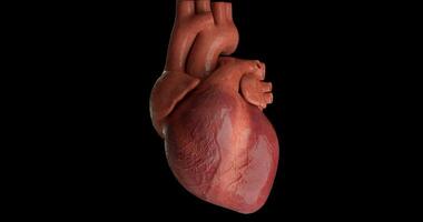 Human heart beating in loop video