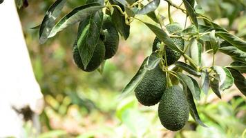 Avocados at tree video