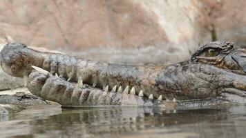 Head of crocodile, false gharial or tomistoma, floating in the river video