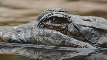 Eye of crocodile, false gharial or tomistoma, floating in the river video