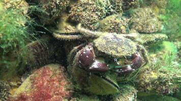 Bristly crab, hairy crab Pilumnus hirtellus. Fauna of the Black Sea. video