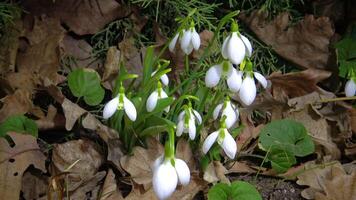 Galanthus elwesii- Elwes, greater snowdrop in the wild. Red Book Ukraine. Slider video