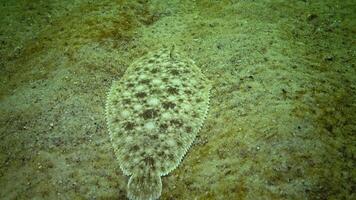 Fish of the Black Sea. Flat fish Sand sole Pegusa lascaris, similar to sand, slowly floats and lies at the bottom, raising the fin video