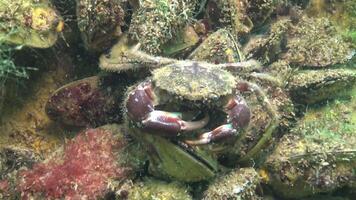 Bristly crab, hairy crab Pilumnus hirtellus. Fauna of the Black Sea. video