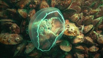 Aurelia aurita -also called the moon jelly, moon jellyfish, common jellyfish, or saucer jelly is a widely studied species of the genus Aurelia video