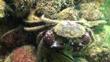 Bristly crab, hairy crab Pilumnus hirtellus. Fauna of the Black Sea. video