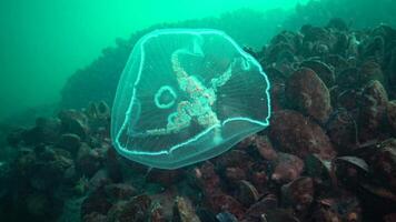 Aurelia aurita -also called the moon jelly, moon jellyfish, common jellyfish, or saucer jelly- is a widely studied species of the genus Aurelia video