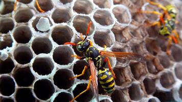 Paper wasp Polistes gallicus - Wasp nest with larvae and pupae in paper honeycomb video