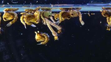 Mosquito, Larvae and Pupae in polluted water. Culex pipiens -the common house mosquito or northern house mosquito- is a species of blood-feeding mosquito of the family Culicidae video