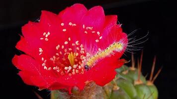 Caterpillar of the American white butterfly Hyphantria cunea crawls on a red cactus flower video
