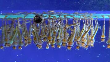 Culex pipiens -the common house mosquito or northern house mosquito video