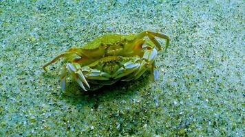Male and female Swimming crab Macropipus holsatus, running along the sandy bottom in the Black Sea video