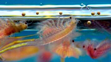 Artemia salina - small hypersaline crustaceans that live in salty waters of closed reservoirs. Kuyalnik Estuary, Ukraine video