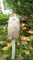 A mushroom growing in the forest. Poisonous mushroom concept. Vertical , shorts, slow motion. video