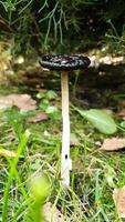 A mushroom growing in the forest. Poisonous mushroom concept. Vertical , shorts, slow motion video