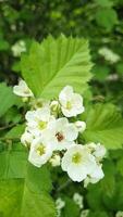 Berd Cherry flower. Vertical slow motion of Blooming white flowers with green leaves of bird cherry flattering in the wind. Natural background video