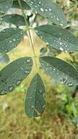 Raindrops on a green leaf. Vertical slow motion of a green autumn leaf with water drops on it. video