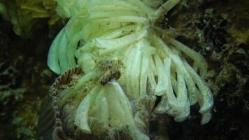 Cocoons of the predatory mollusk Rapana venosa, the invader in the Black Sea. Fauna of the Black Sea video