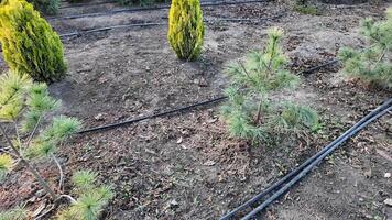 Young pine trees and irrigation hoses in a garden symbolize growth and sustainable landscaping video