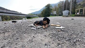 A stray dog rests on a gravel road in a mountainous area, emphasizing themes of abandonment and solitude video