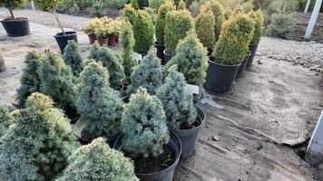 Potted evergreen trees in a nursery signify Christmas preparation and gardening enthusiasts video
