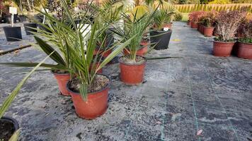 Outdoor garden nursery with potted plants on concrete, ideal for gardening and spring preparation themes video