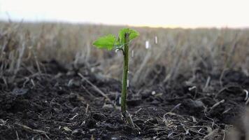 Drops water fall on leaves during pouring planted green sprout into ground soil at meadow. Caring for small seedling during drought at sunset. Concept of agricultural business. Close up Slow motion video