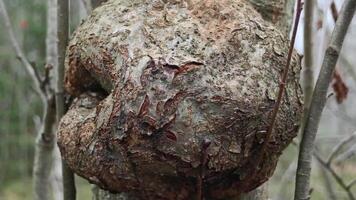 burl, a large, bizarre, round growth on the trunk of a tree zoom in video