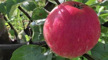 big red apple on a branch, dew drops, zoom in video