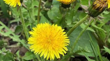 spring primroses large yellow flowers coltsfoot zoom in video